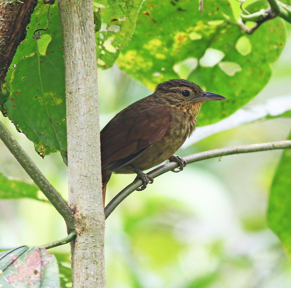 Western Woodhaunter - ML649465305