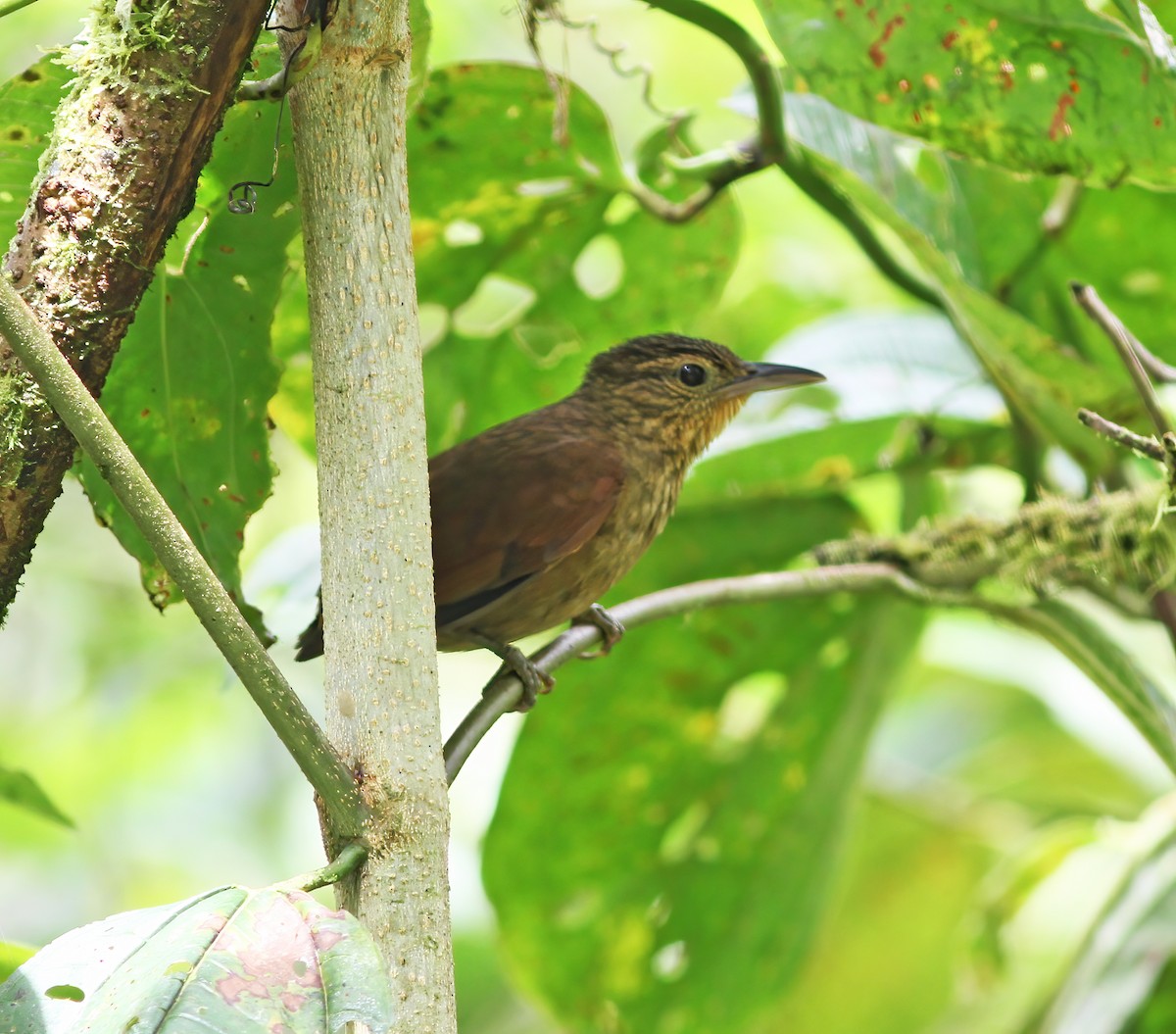 Western Woodhaunter - ML649465306