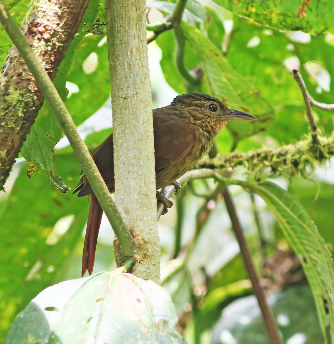 Western Woodhaunter - ML649465307