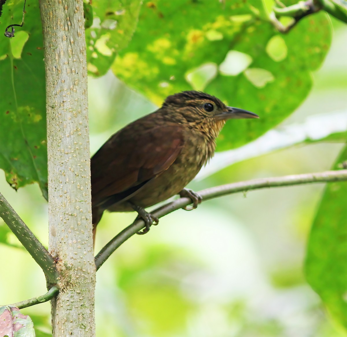 Western Woodhaunter - ML649465308