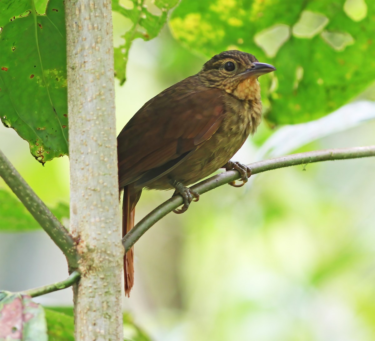 Western Woodhaunter - ML649465309