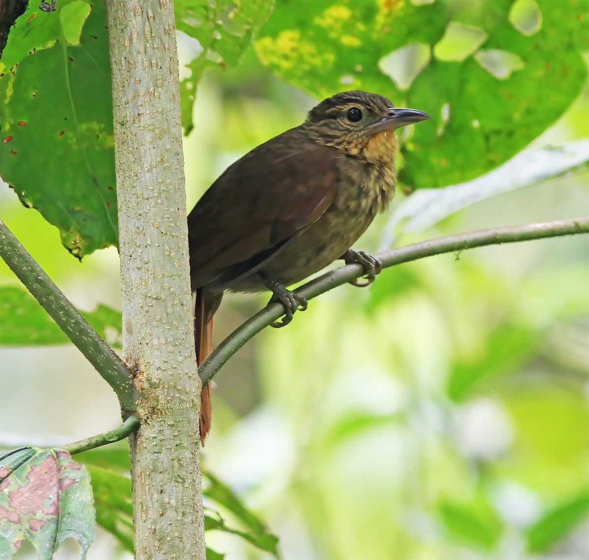 Western Woodhaunter - ML649465310