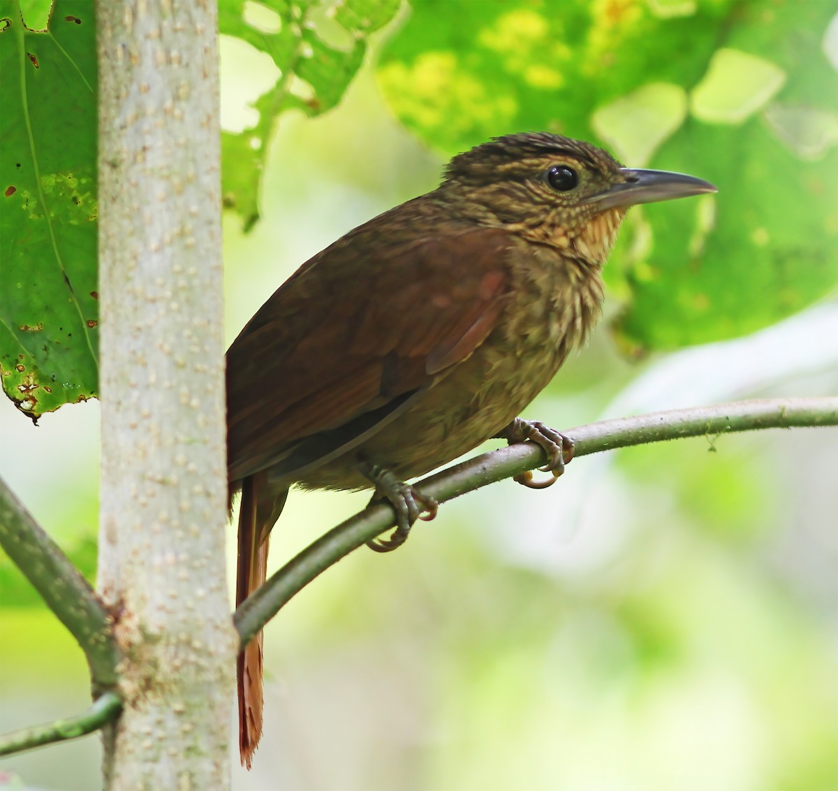 Western Woodhaunter - ML649465311