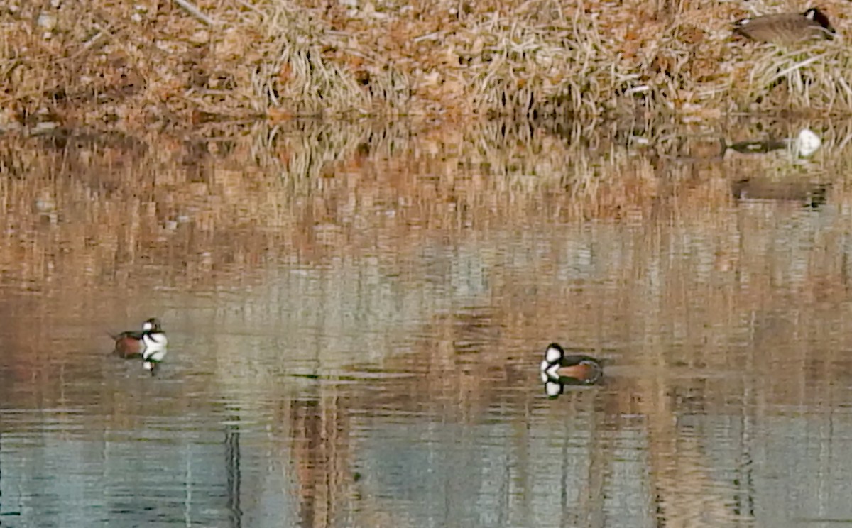 Hooded Merganser - ML649465315