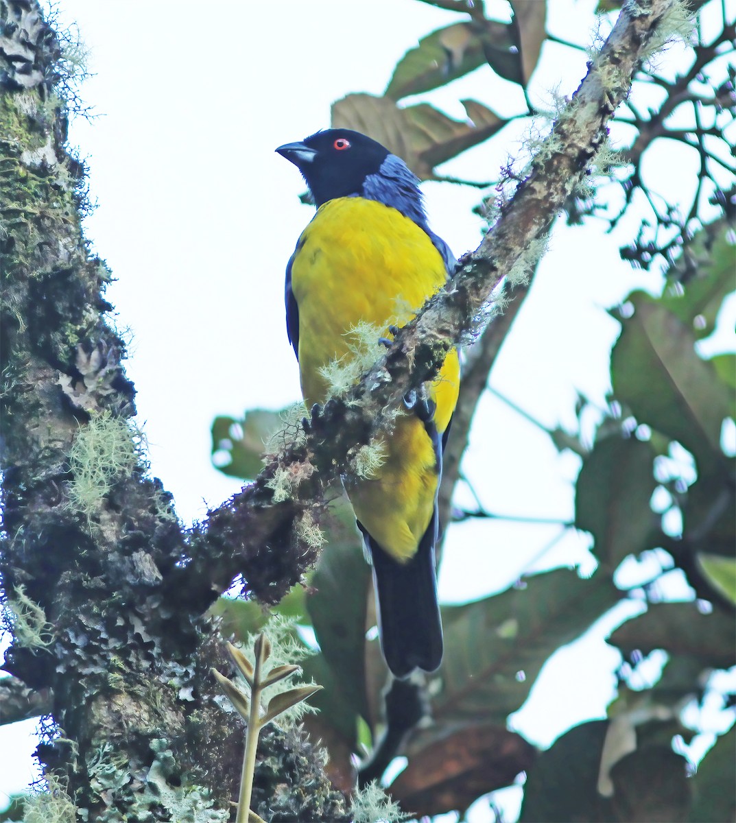 Hooded Mountain Tanager - ML649465344