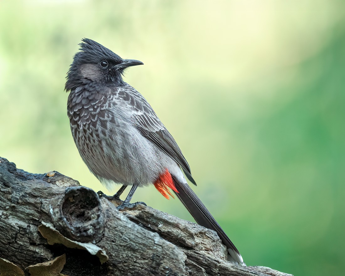 bulbul šupinkový - ML649465364