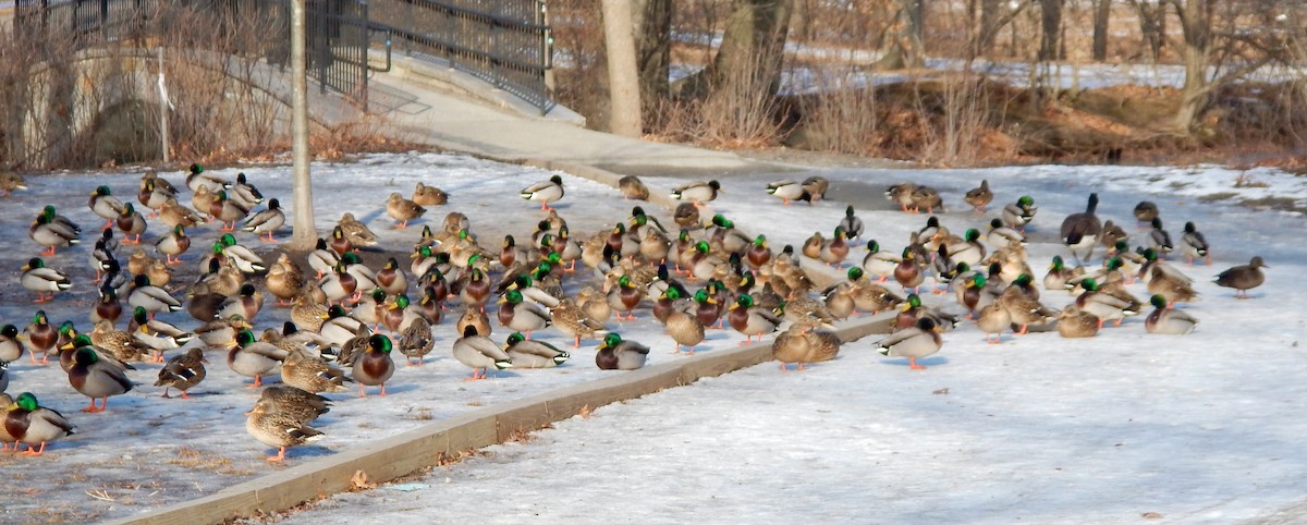 Mallard - ML649465384