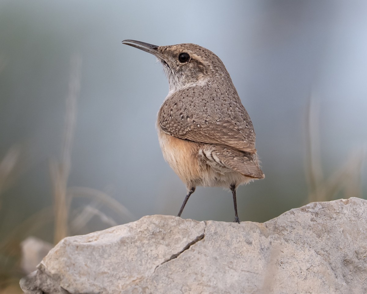 Rock Wren - ML649465386