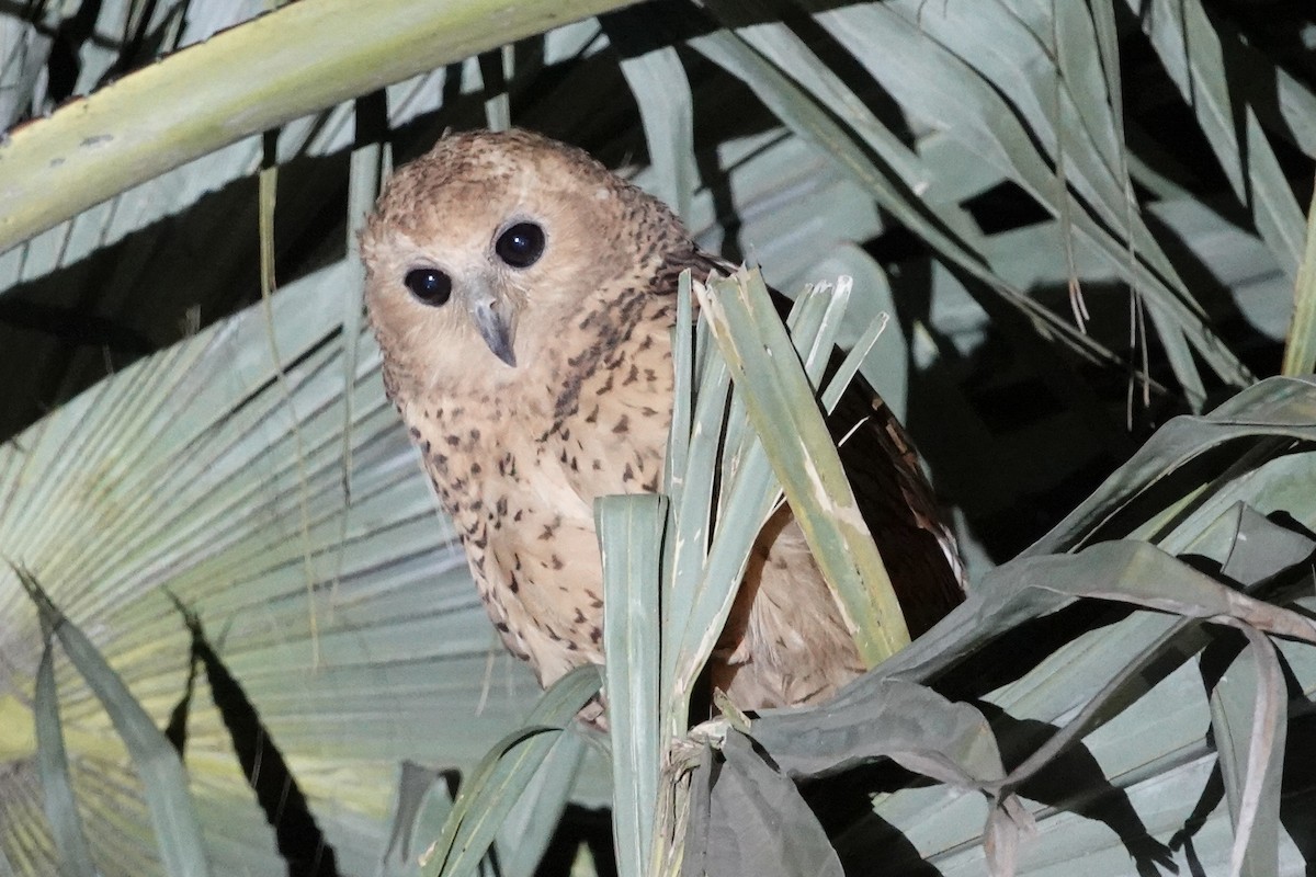 Pel's Fishing-Owl - ML649465480