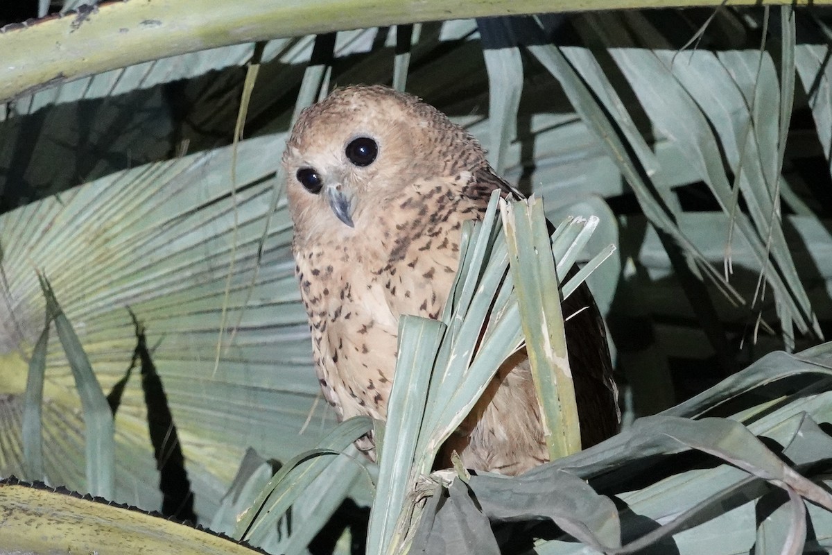 Pel's Fishing-Owl - ML649465481