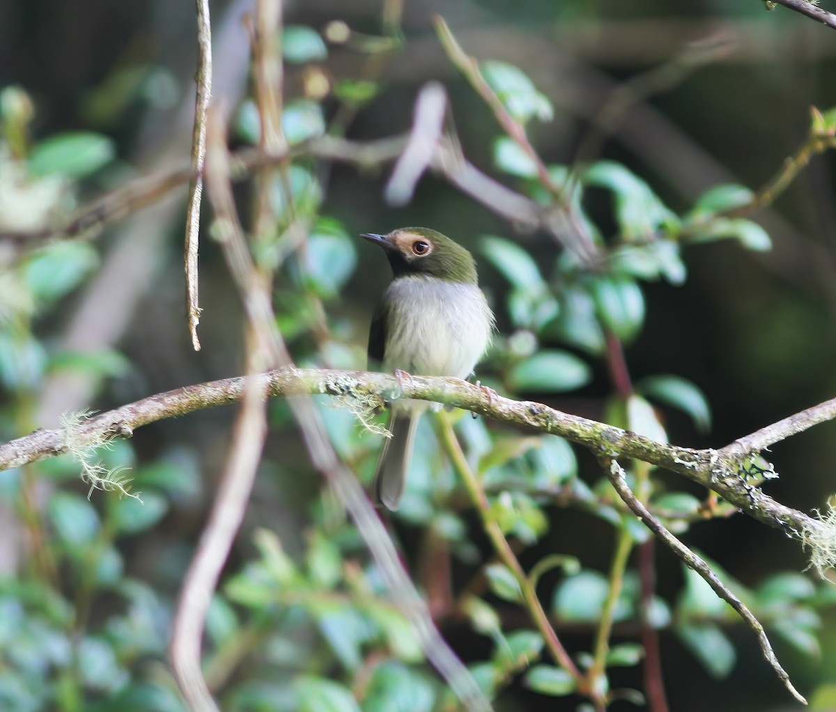 Black-throated Tody-Tyrant - ML649465528