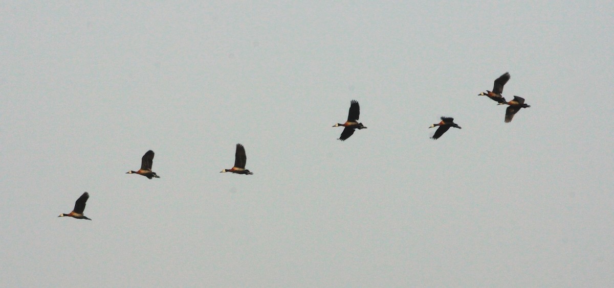 Dendrocigna facciabianca - ML649466196