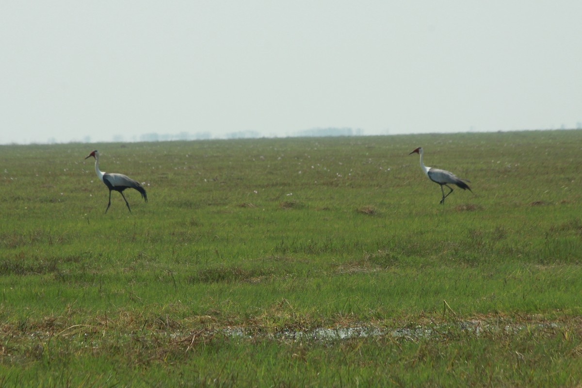 ホオカザリヅル - ML649466256