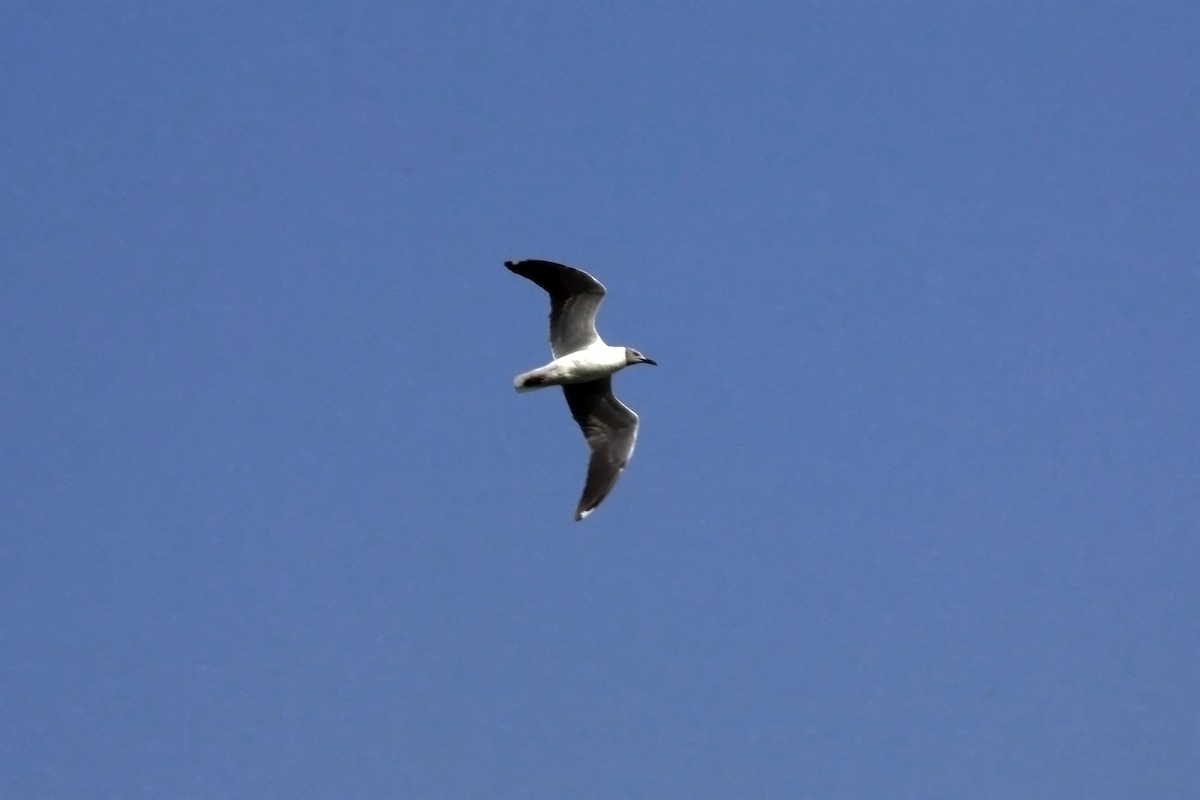 Gabbiano testagrigia - ML649466279