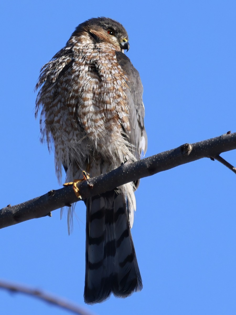 Sharp-shinned Hawk - ML649466311