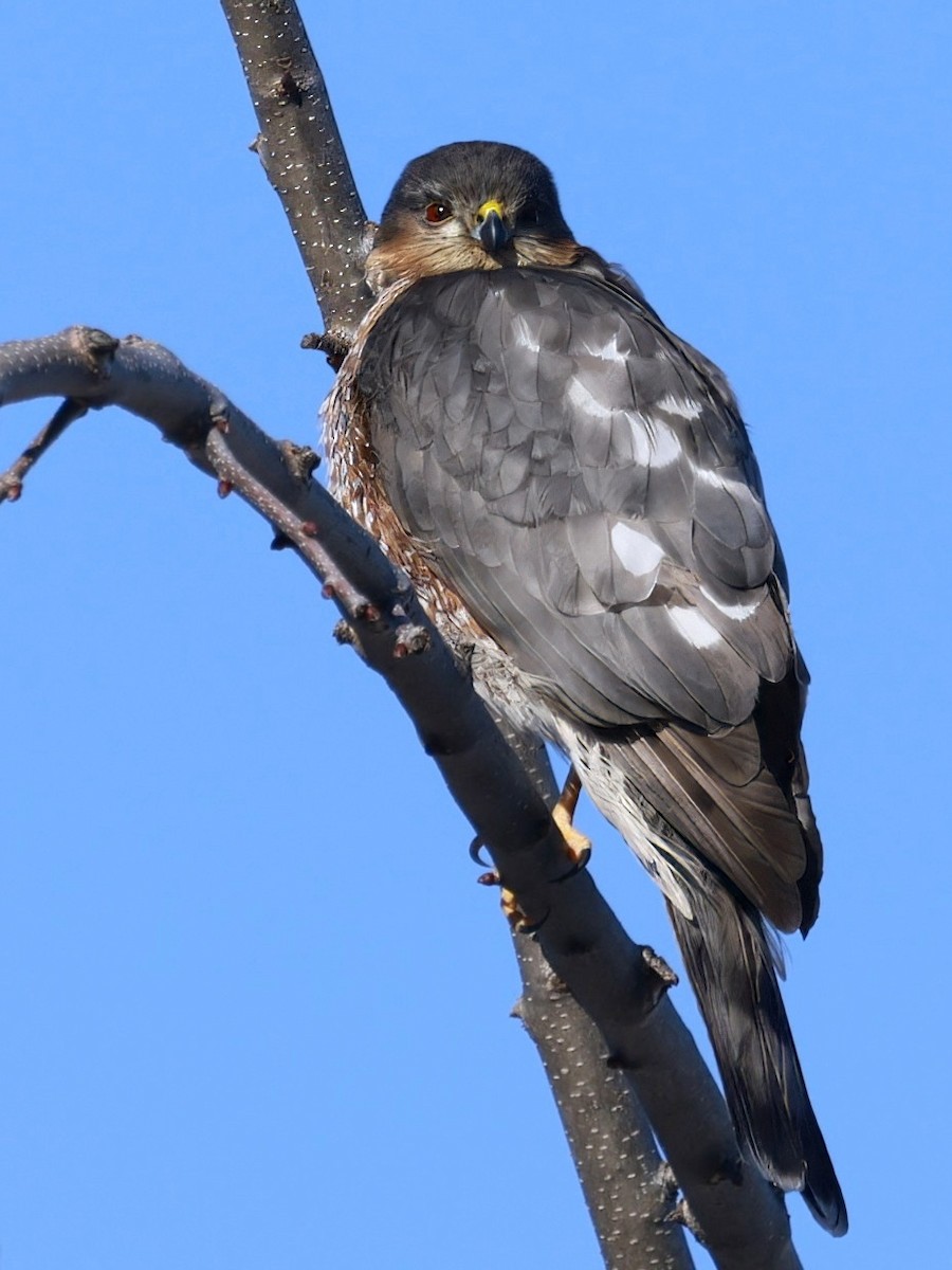 Sharp-shinned Hawk - ML649466312