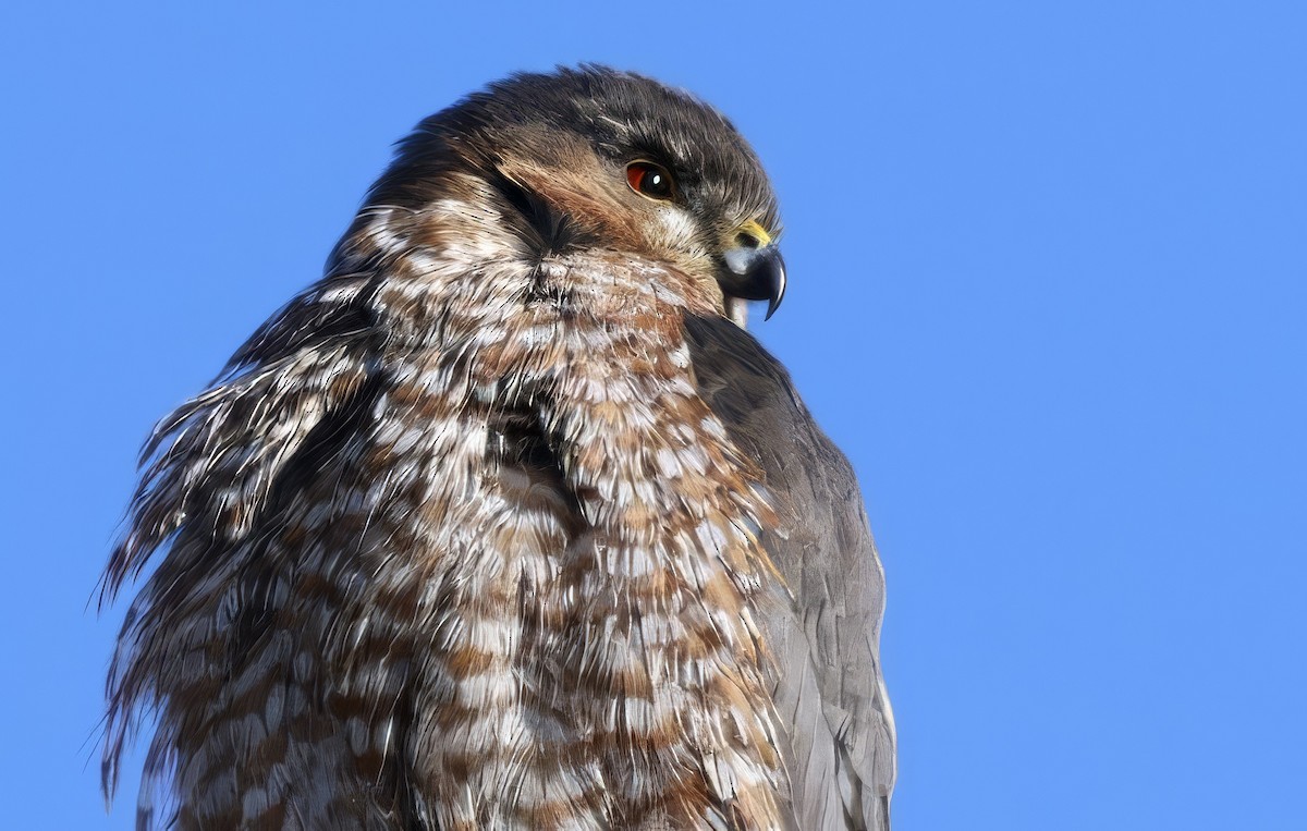 Sharp-shinned Hawk - ML649466313