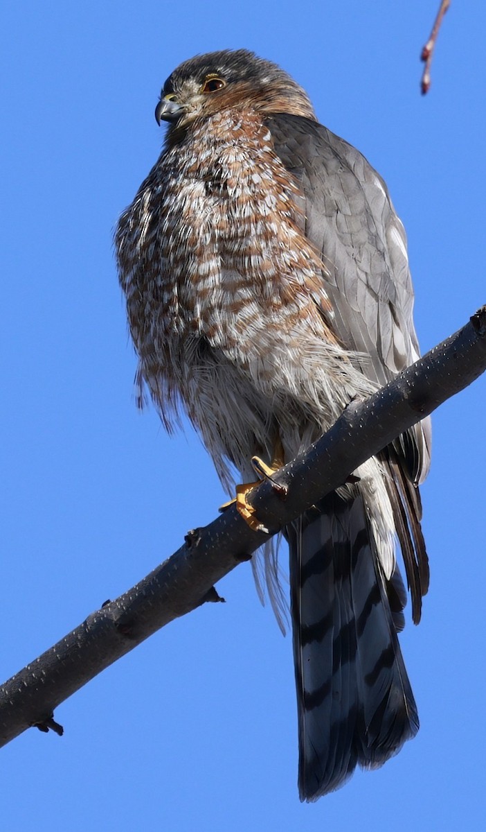 Sharp-shinned Hawk - ML649466314