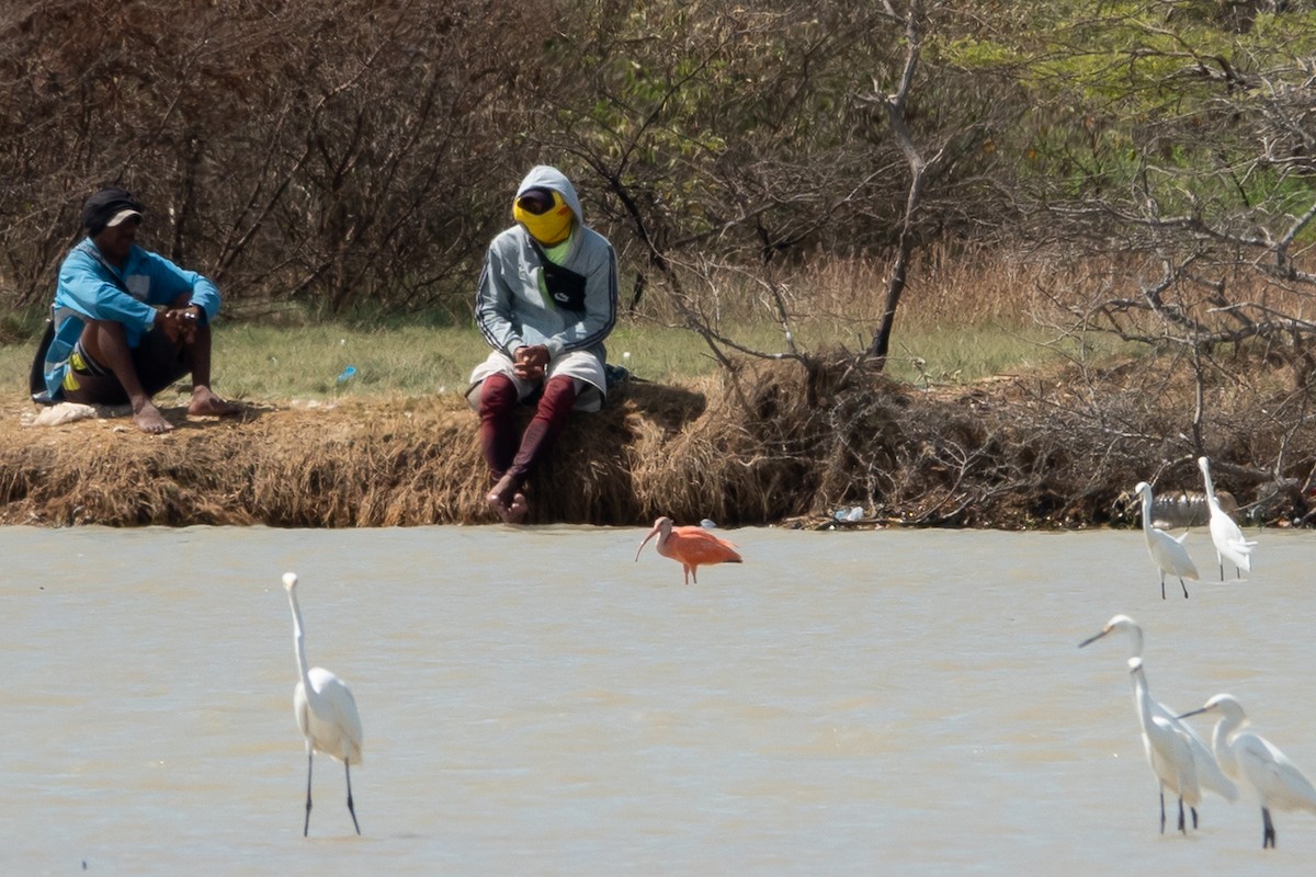 Al Aynak - ML649466527