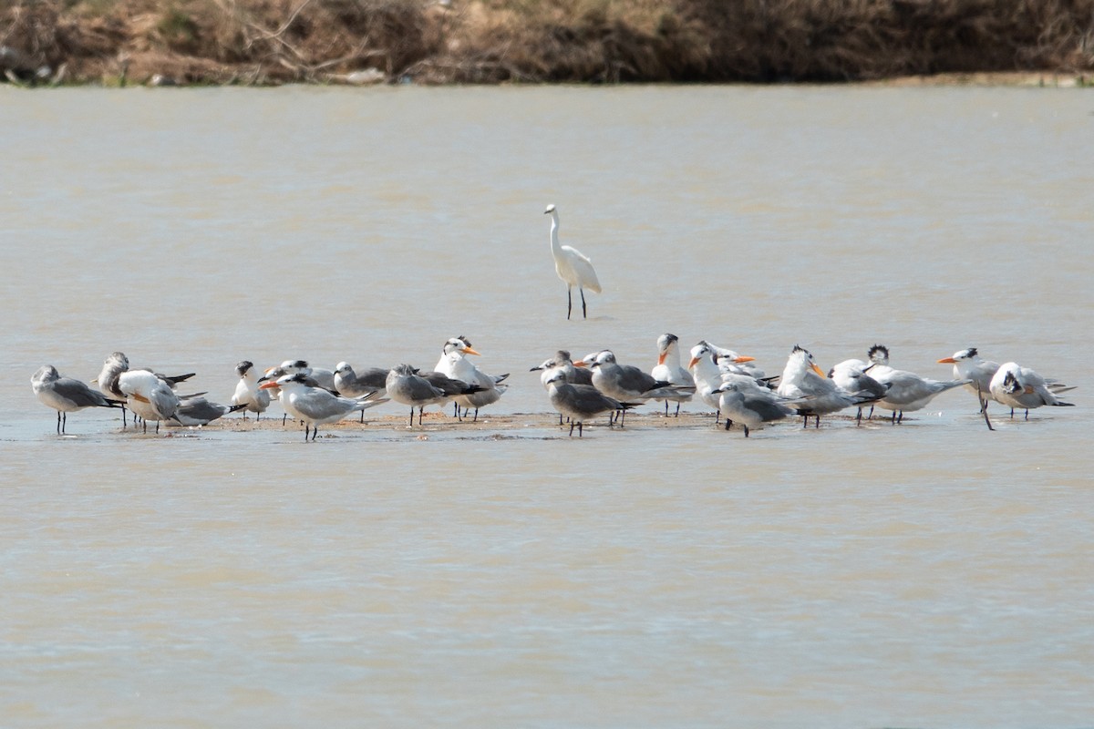 Kral Sumru - ML649466751