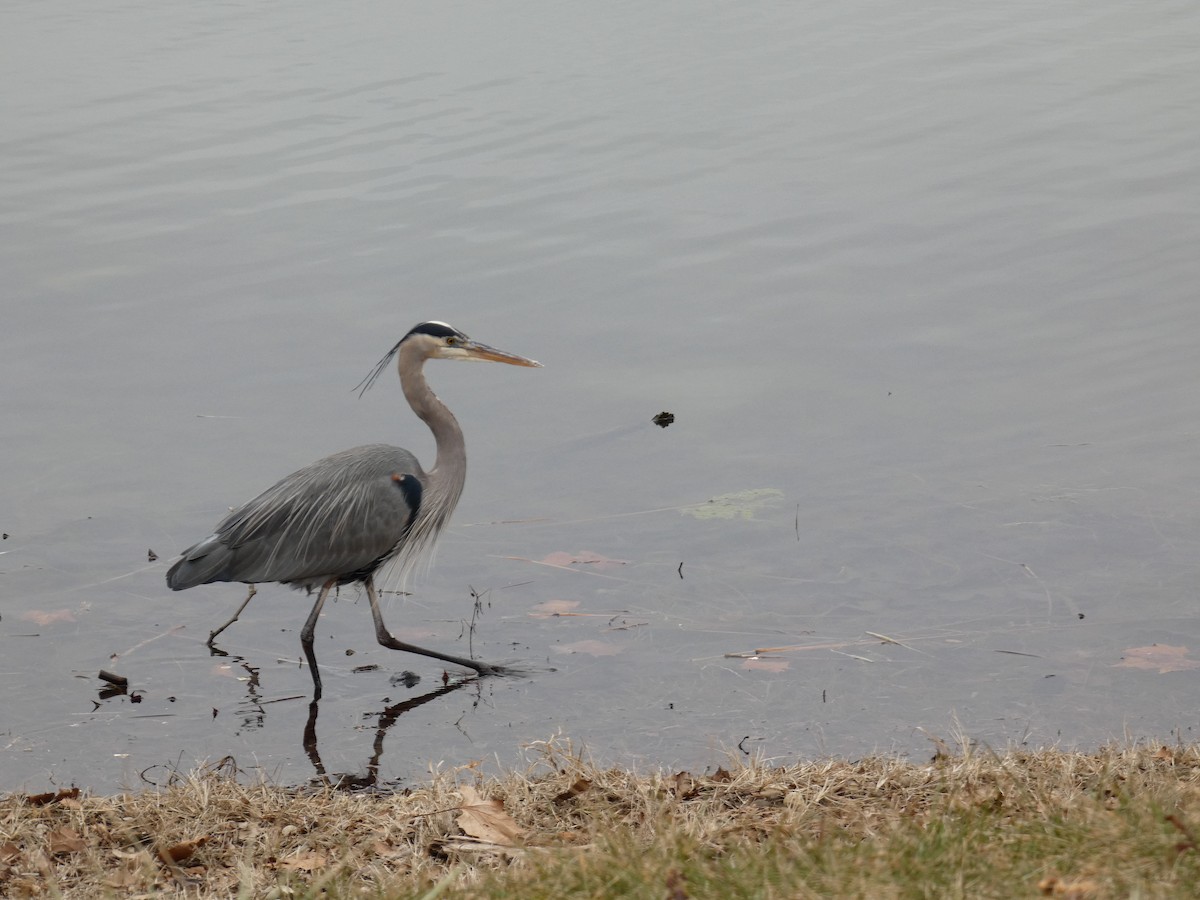 Чапля північна - ML649466783