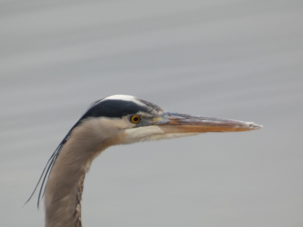 Чапля північна - ML649466787