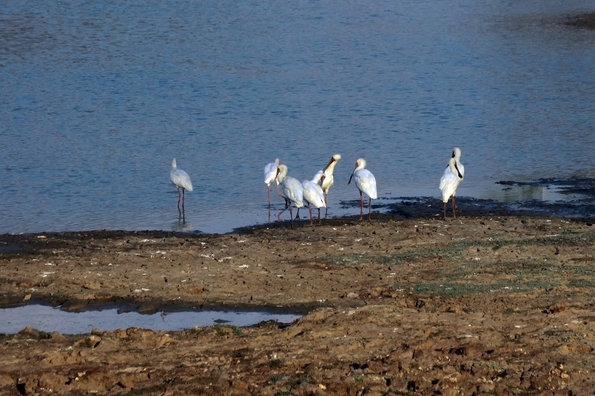 Rotgesichtlöffler - ML649466791