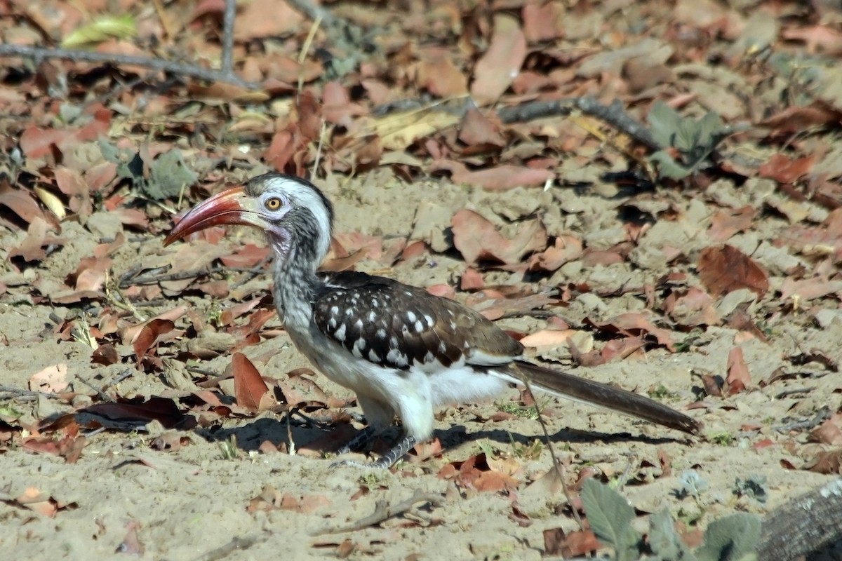 Mopanetoko - ML649466874