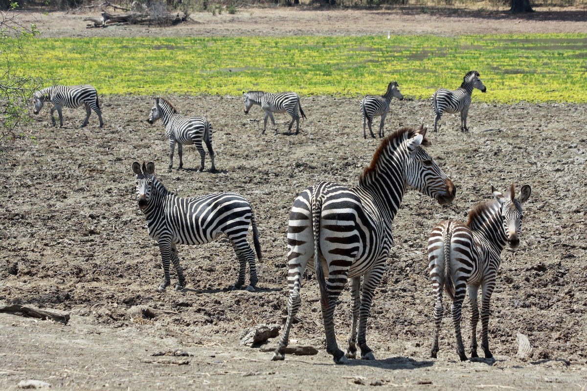 Crawshay-Zebra - ML649467045