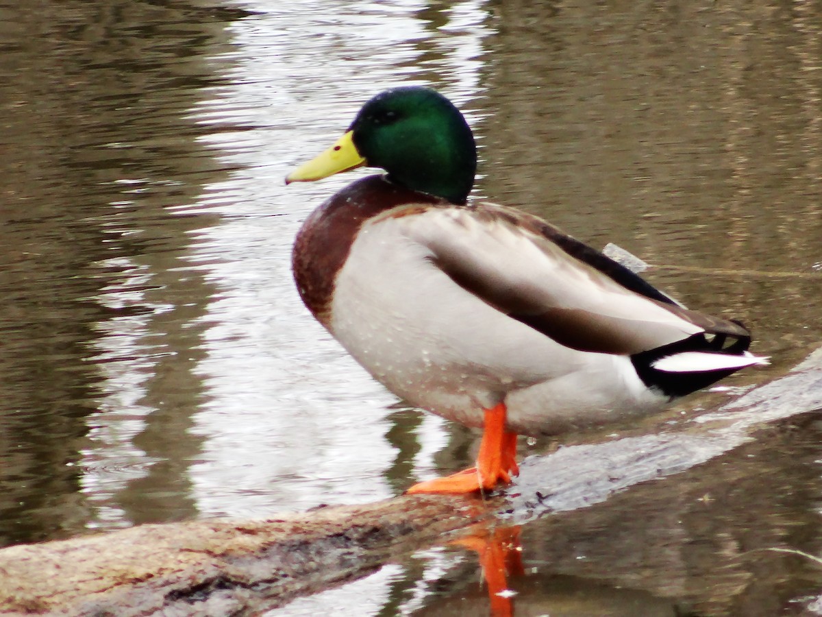 Mallard - ML649467071