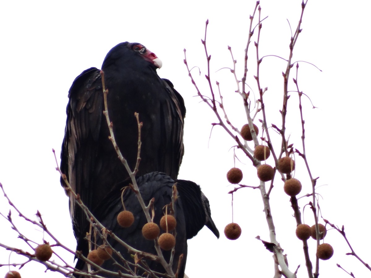 Turkey Vulture - ML649467087