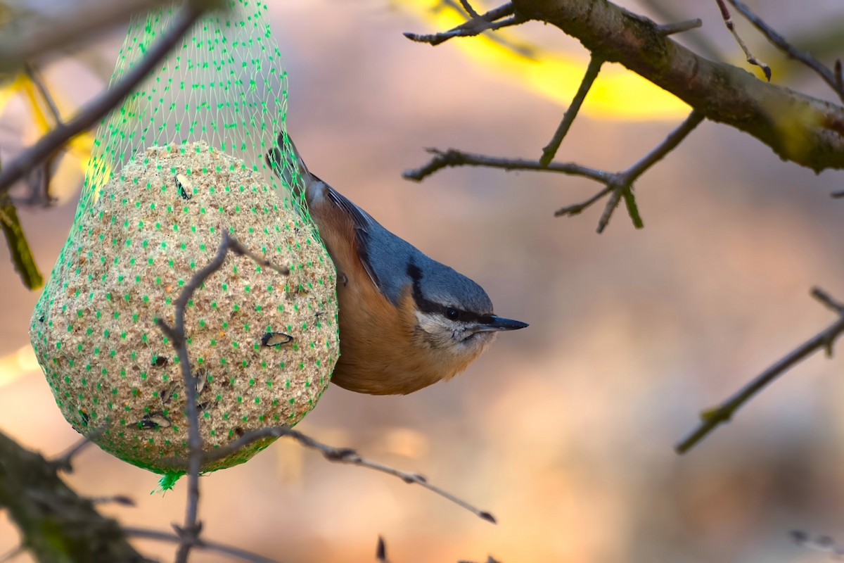 Повзик звичайний - ML649467121