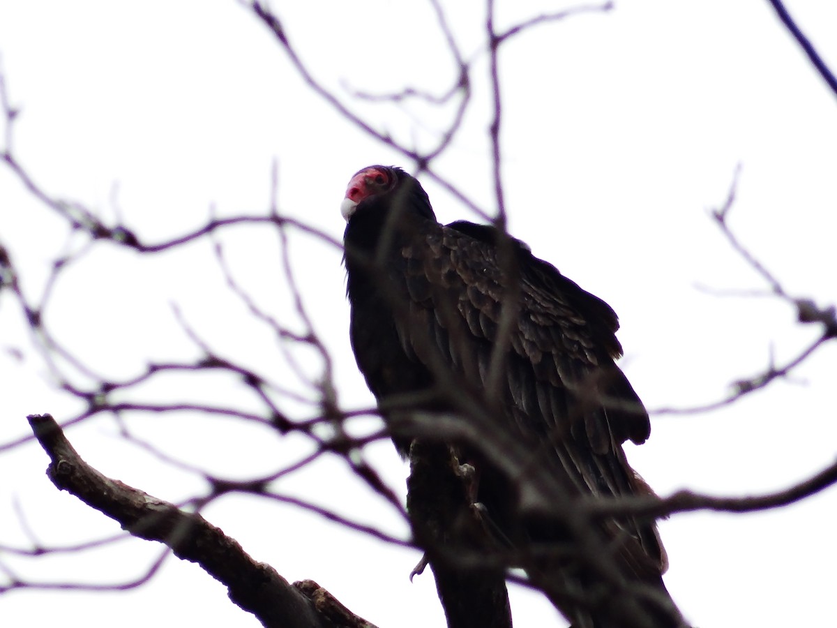 Turkey Vulture - ML649467137