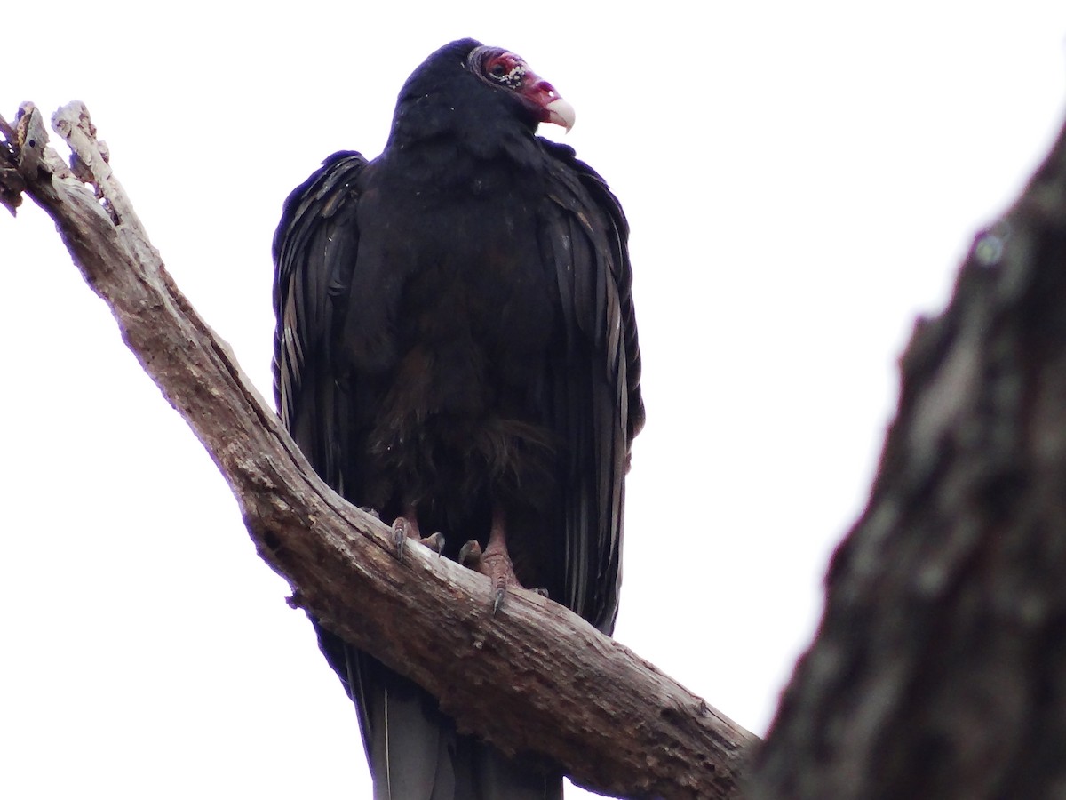 Turkey Vulture - ML649467138