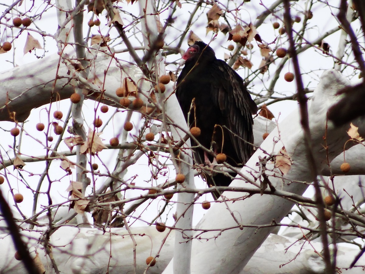 Turkey Vulture - ML649467140