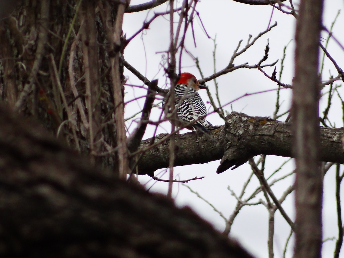 Red-bellied Woodpecker - ML649467173