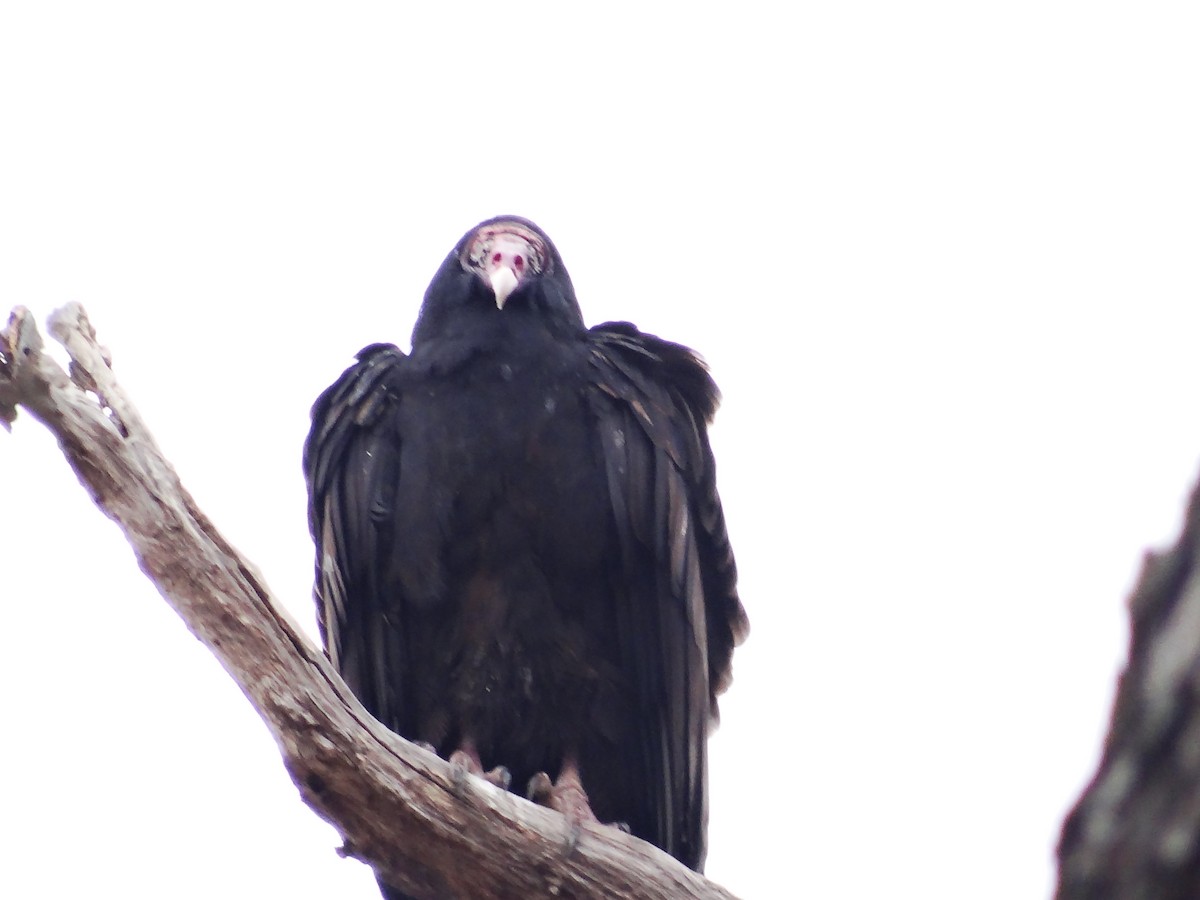 Turkey Vulture - ML649467190