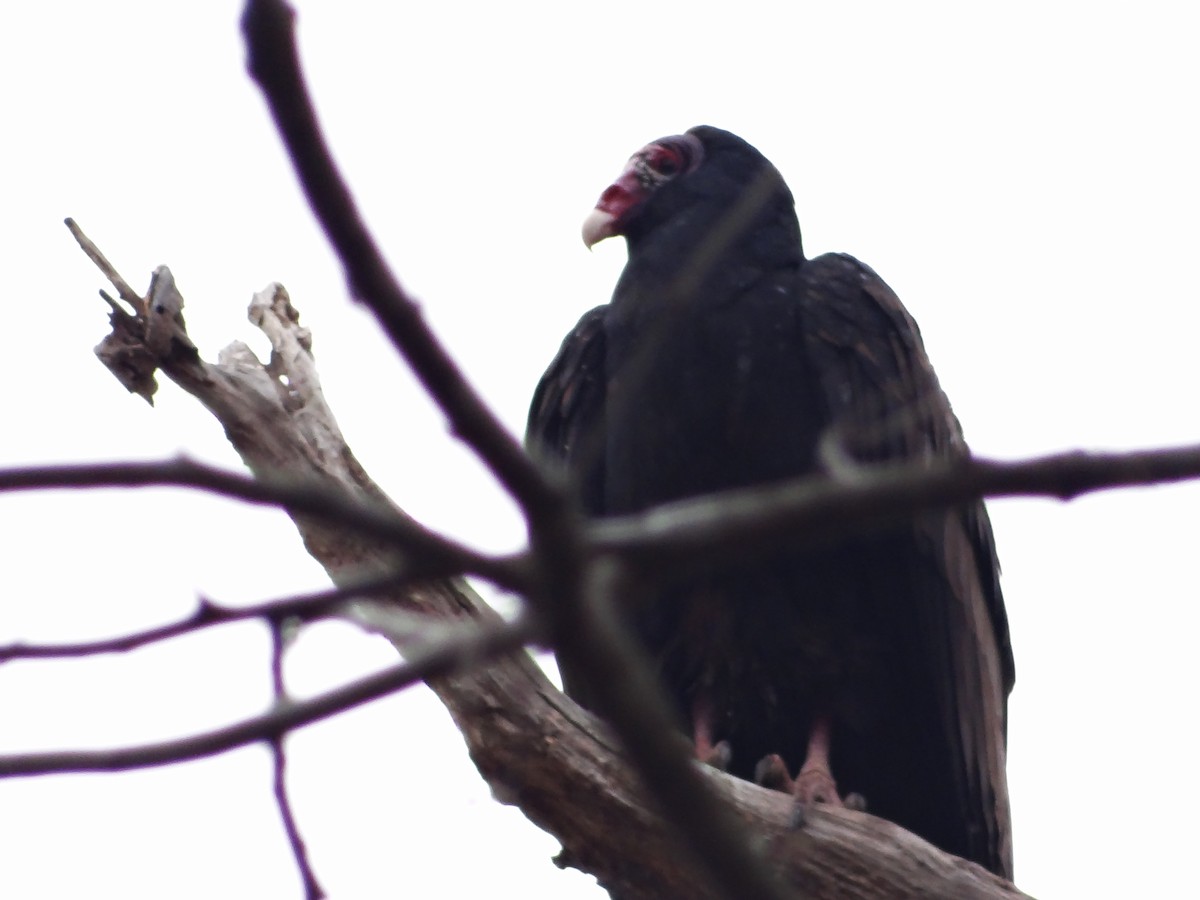 Turkey Vulture - ML649467191