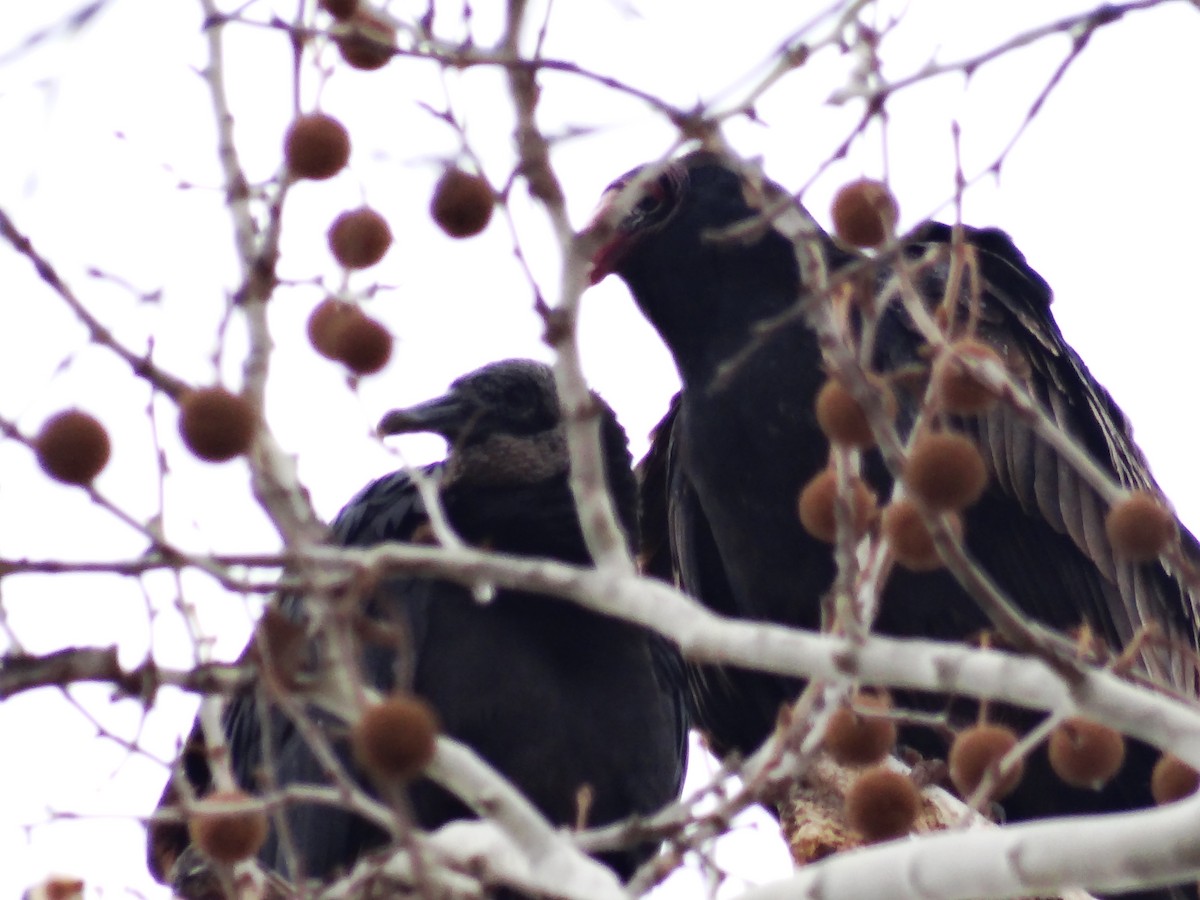Turkey Vulture - ML649467192