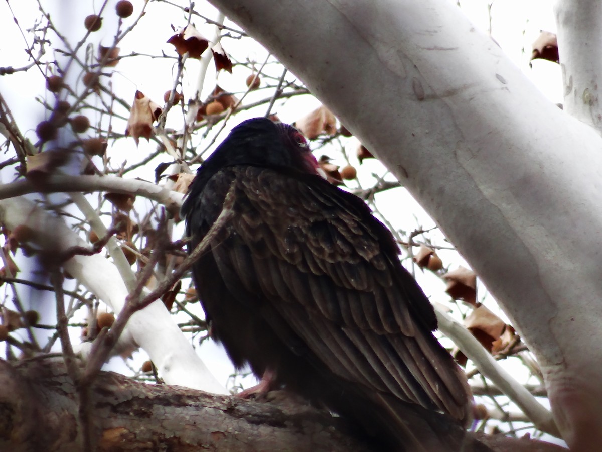 Turkey Vulture - ML649467193