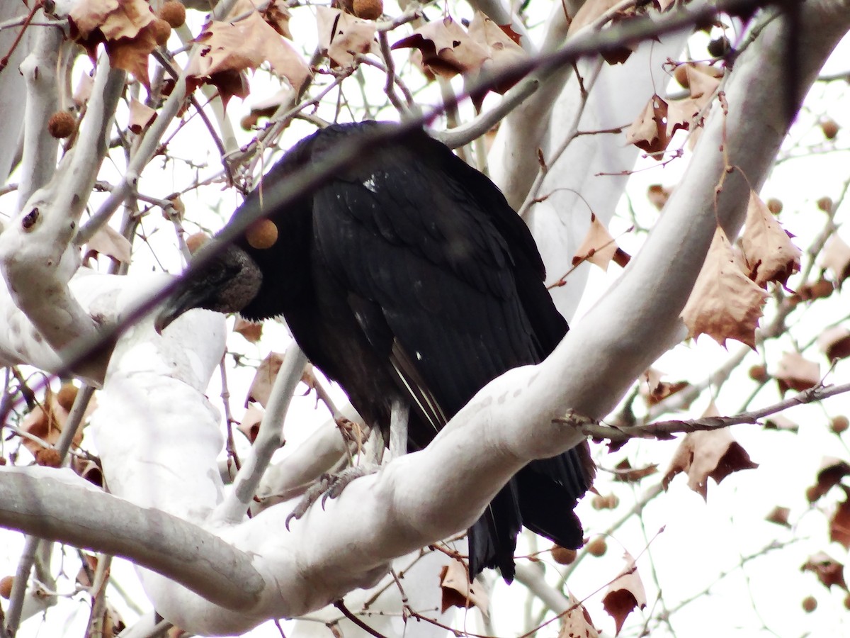 Black Vulture - ML649467194