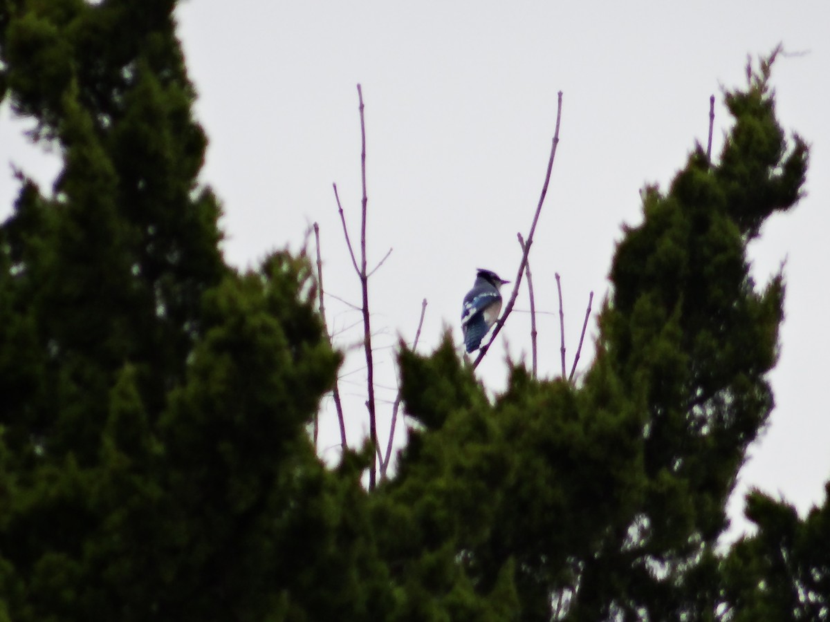 Blue Jay - ML649467234