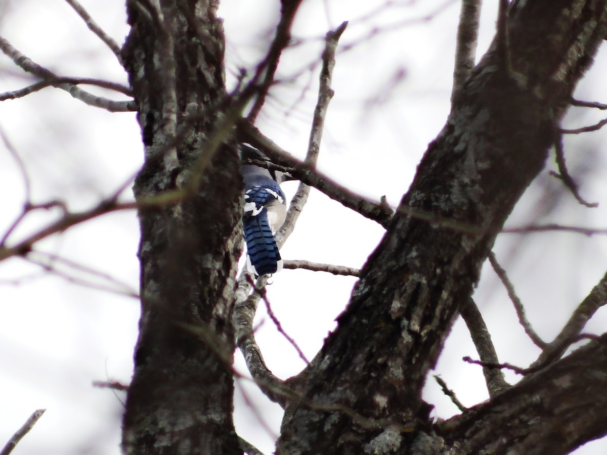 Blue Jay - ML649467235