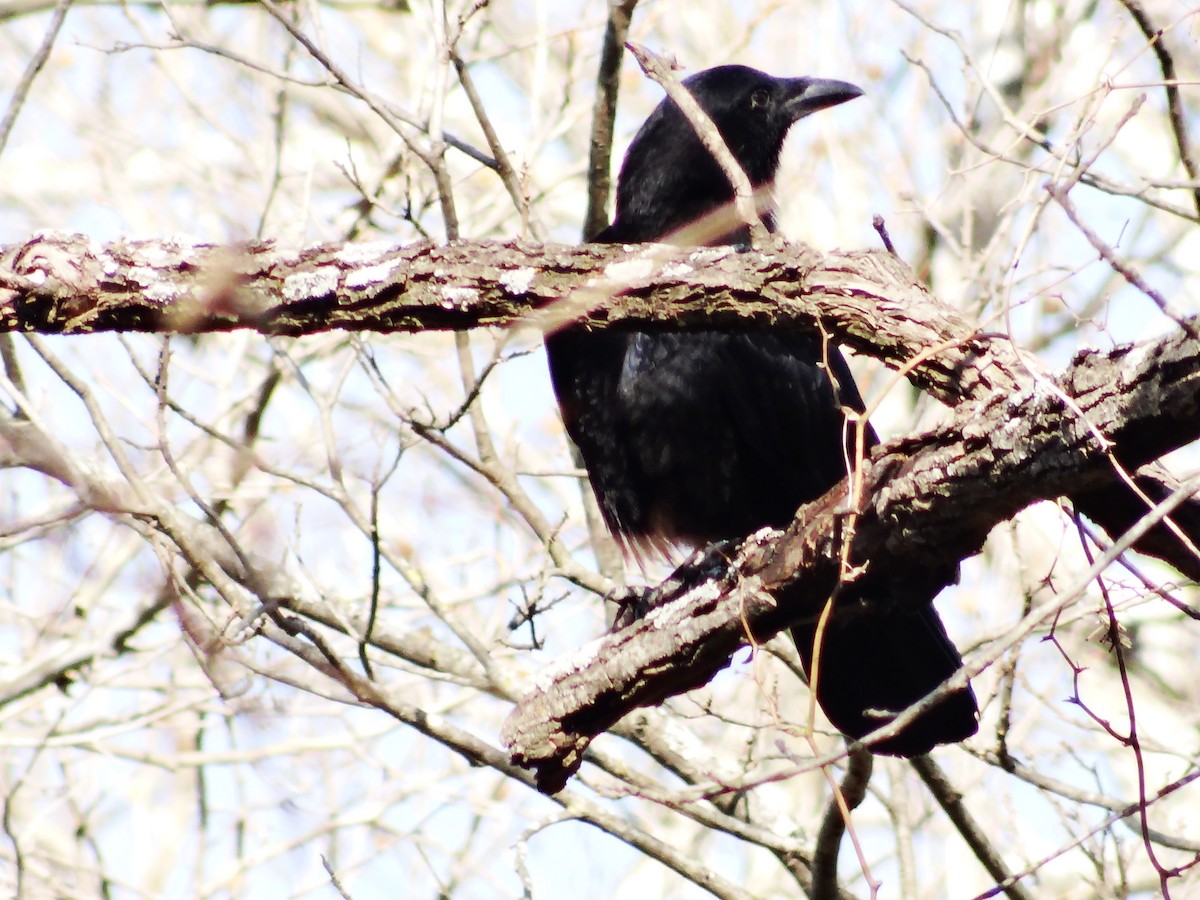 American Crow - ML649467246