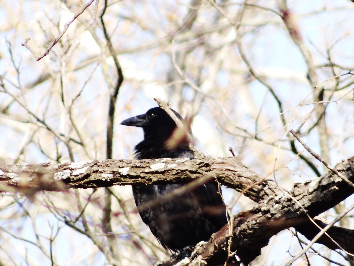 American Crow - ML649467247
