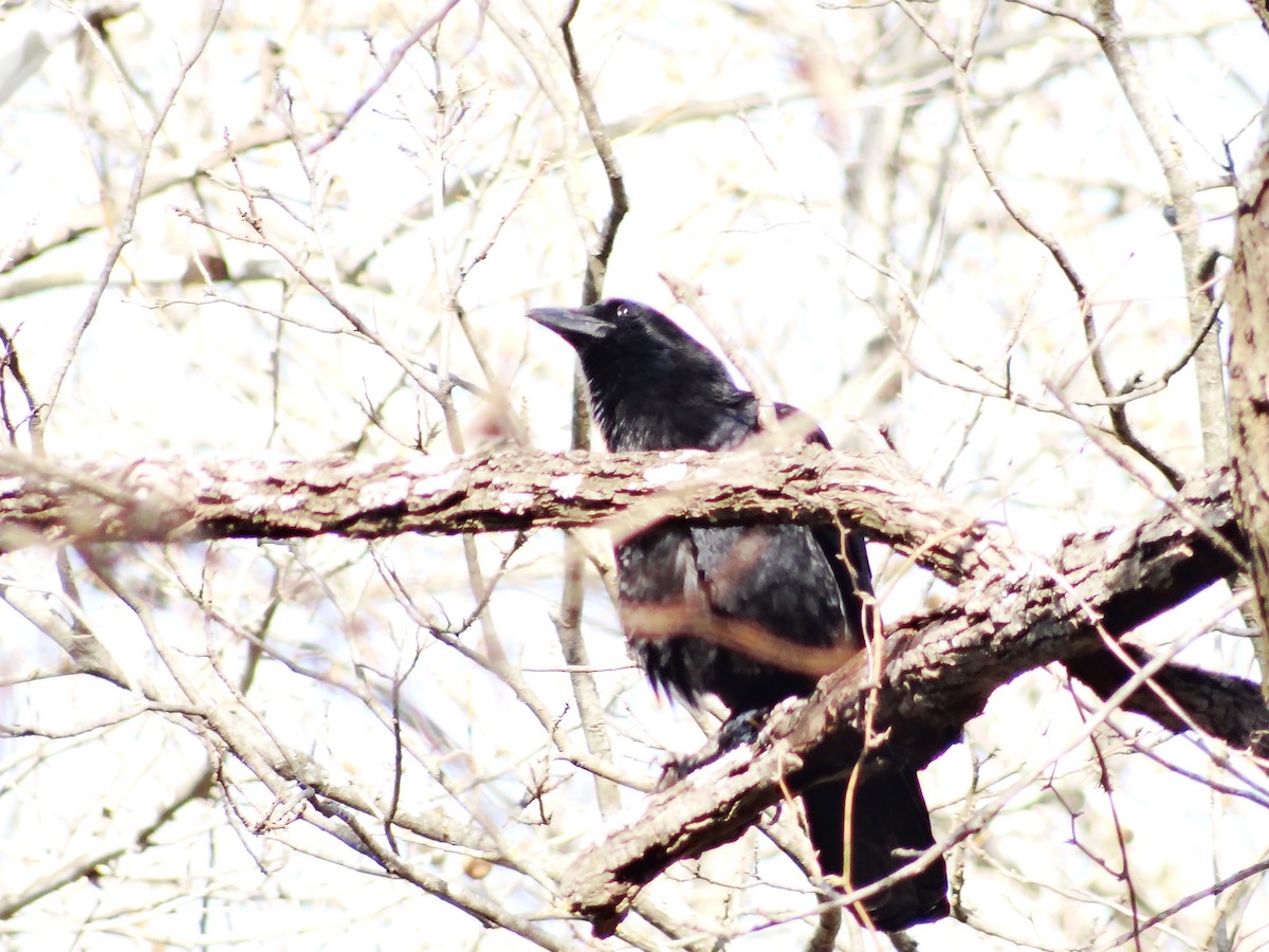 American Crow - ML649467248