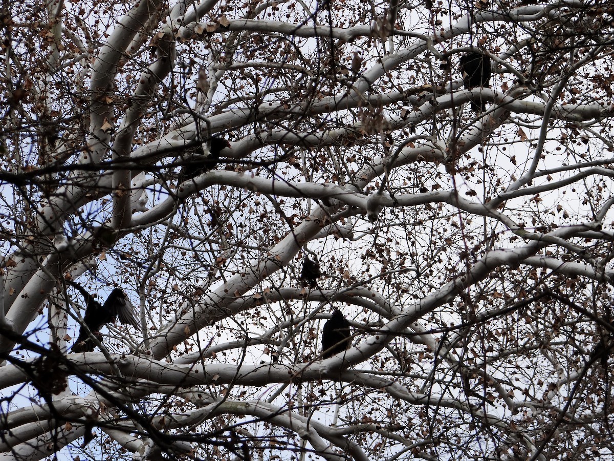 Turkey Vulture - ML649467256