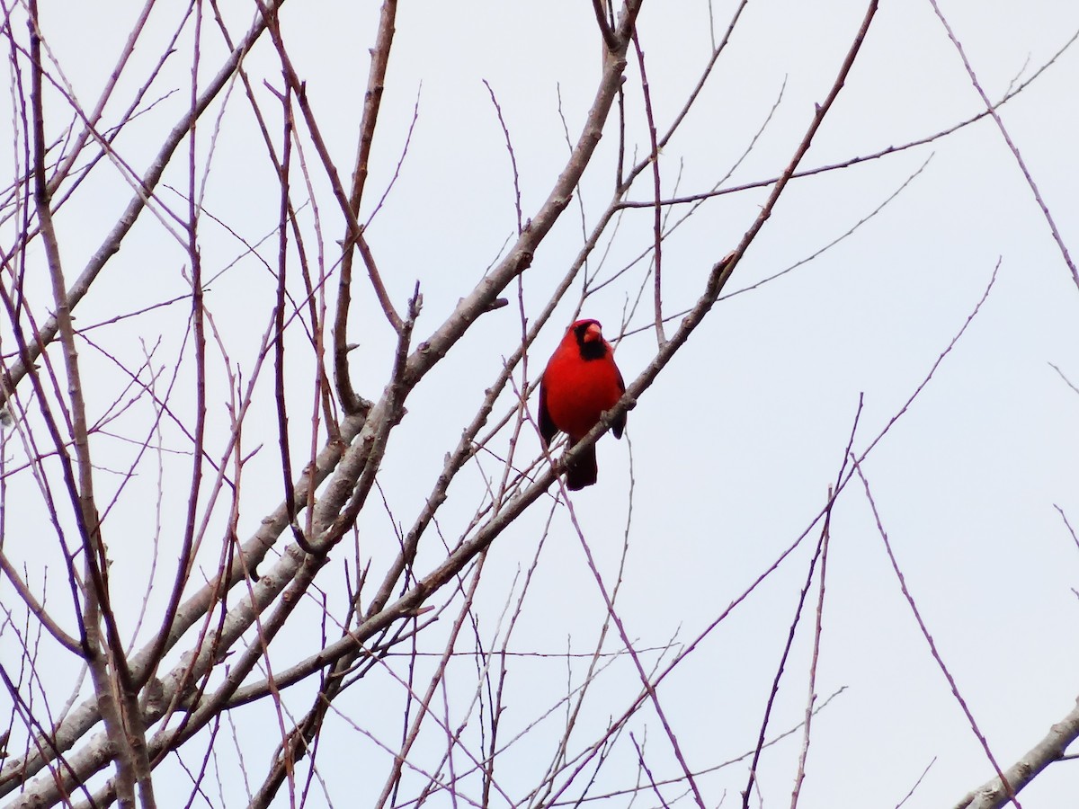 Northern Cardinal - ML649467284