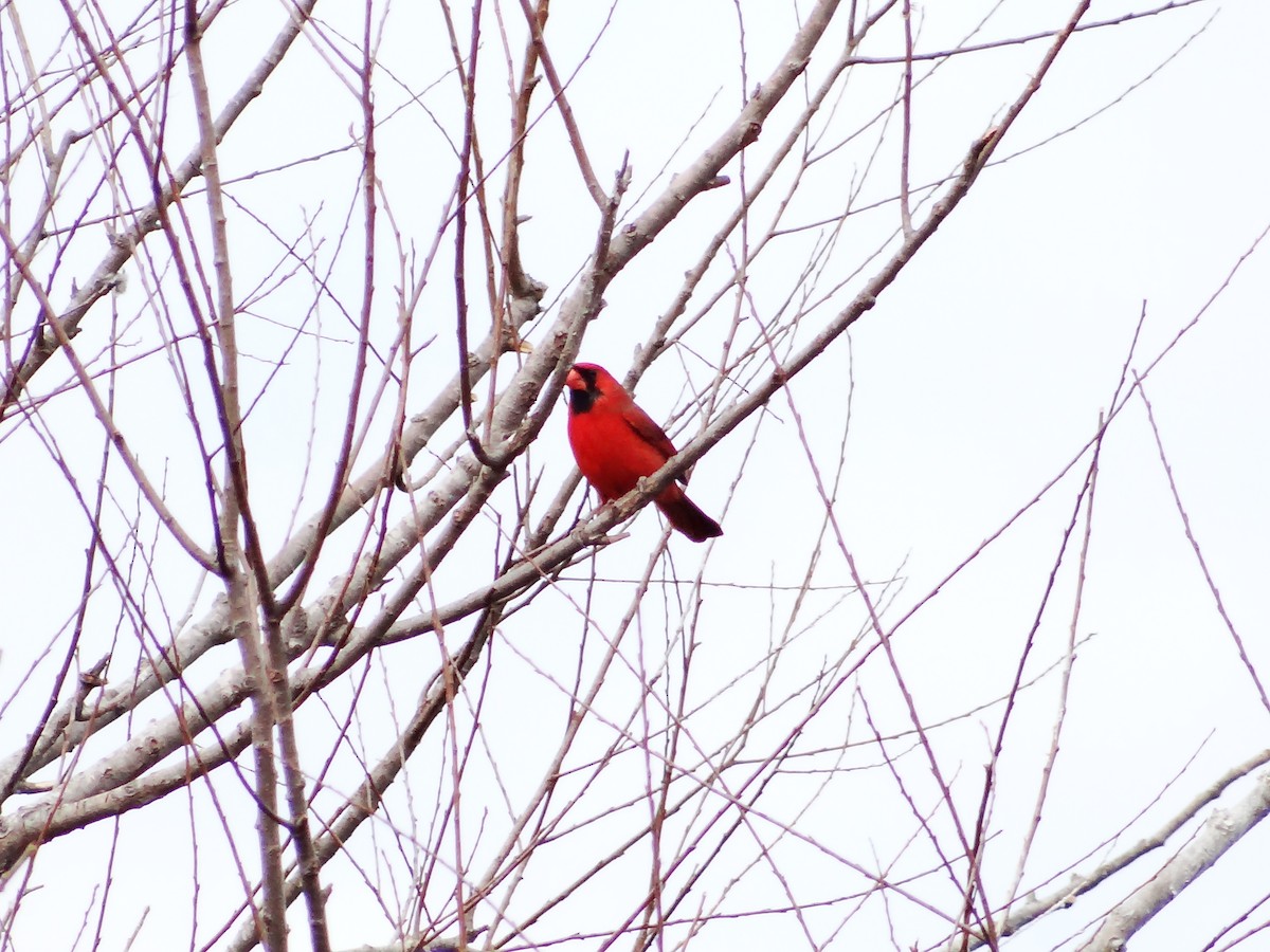 Northern Cardinal - ML649467285