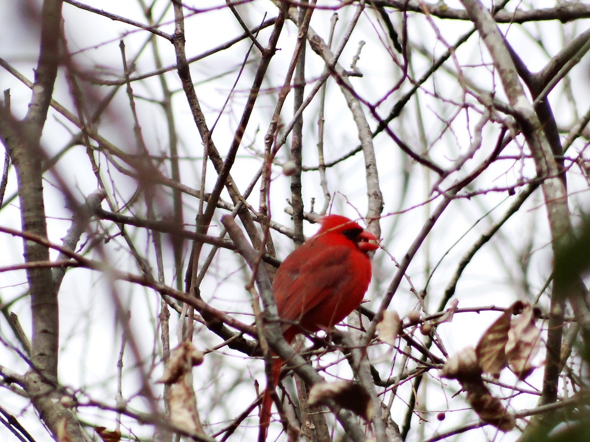 Northern Cardinal - ML649467286